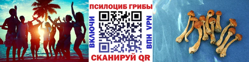 Галлюциногенные грибы Psilocybe  Купить  Североуральск 